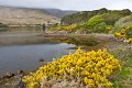 27. Furze near Leenane